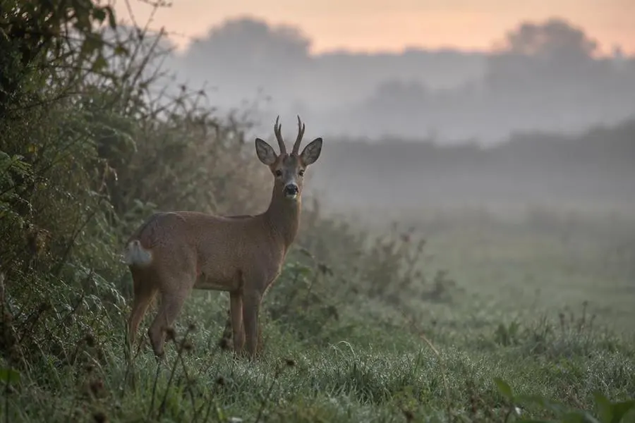 A roe deer alert in a misty English field at first light — Hunting UK A roe deer alert in a misty English field at first light