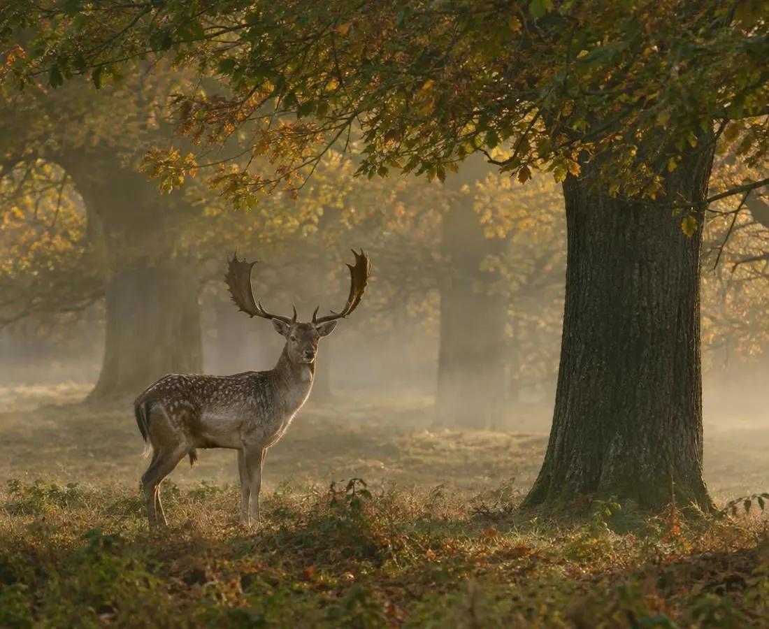 Deer stalking in the British countryside Fallow deer standing among autumn parkland oaks