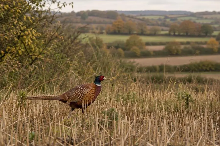 A ring-necked pheasant in autumn stubble — Hunting UK A ring-necked pheasant in autumn stubble