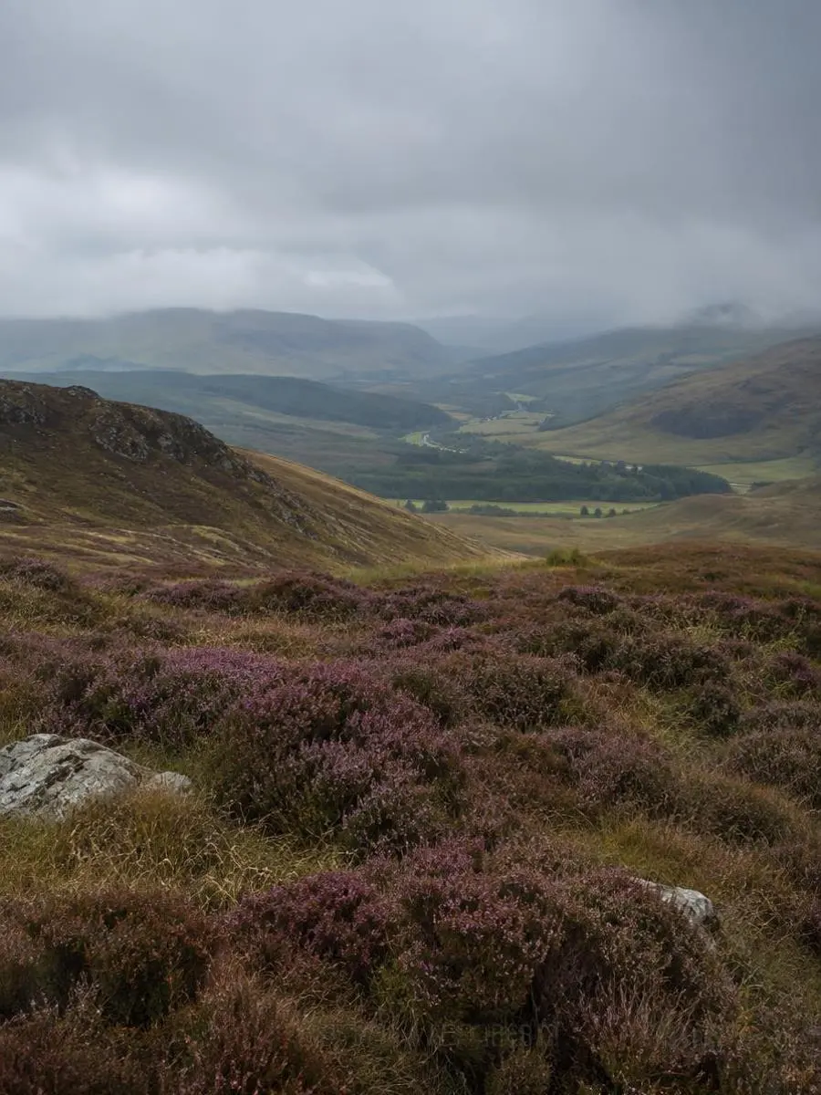 Heather moorland in the British uplands — Hunting UK Heather moorland in the British uplands