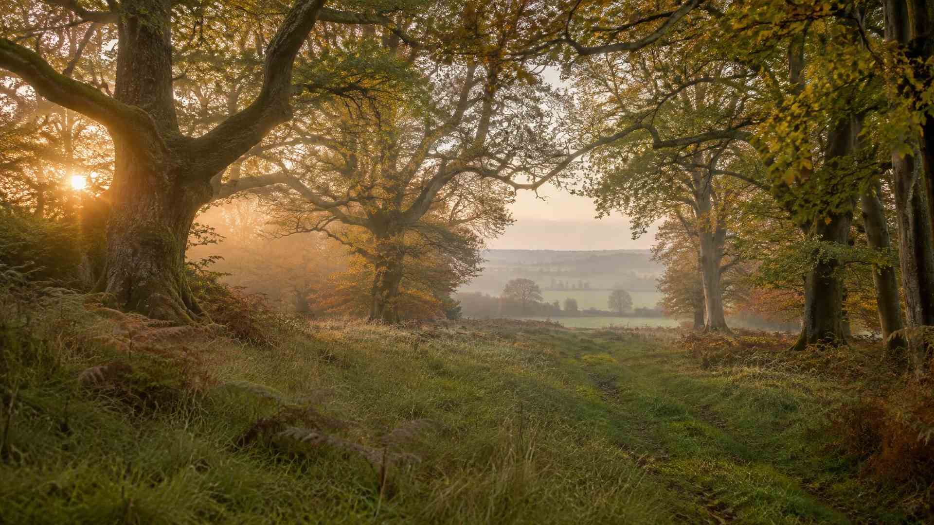 Traditional hunting and country sports in the UK Misty British woodland at dawn with golden light through ancient trees
